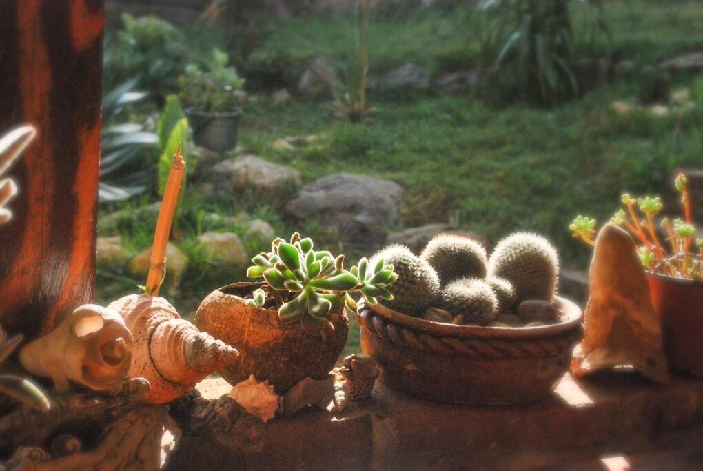 Hostal Casa 4 Estaciones, Coliving & Nature San Cristobal de las Casas Bagian luar foto